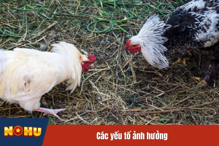 Các yếu tố ảnh hưởng