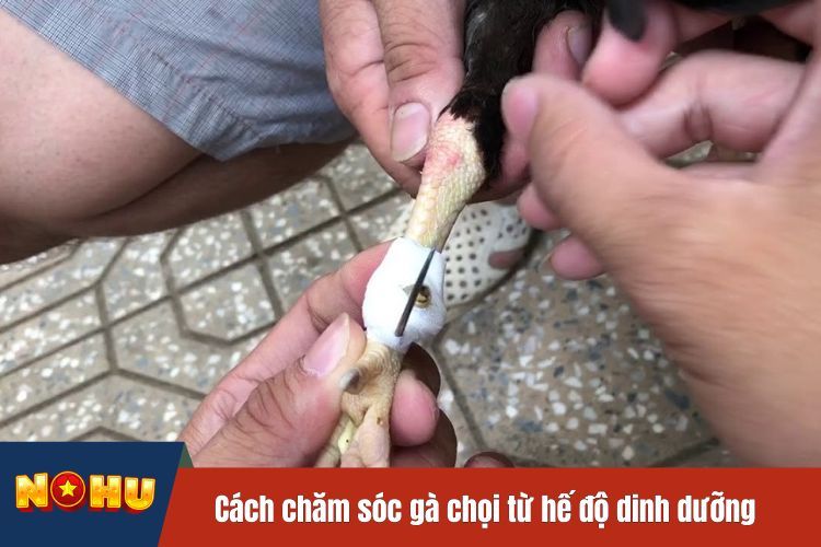 Cách băng cựa gà là gì?