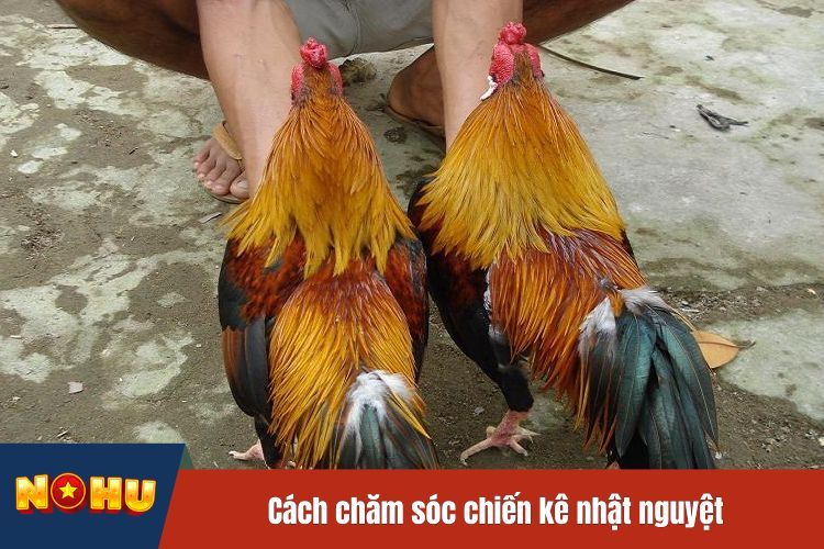 Cách chăm sóc chiến kê nhật nguyệt