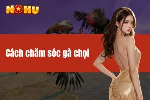 Cách chăm sóc gà chọi - Bật mí kinh nghiệm cho người nuôi