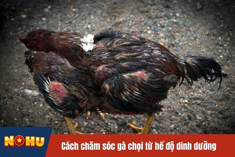 Cách chăm sóc gà chọi từ hế độ dinh dưỡng đúng cách