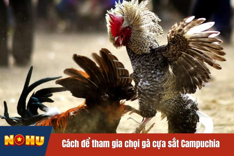 Cách để tham gia chọi gà cựa sắt Campuchia