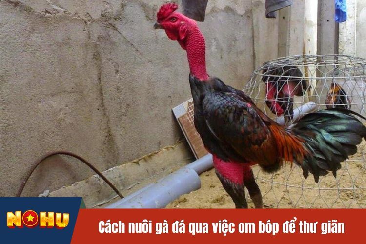 Cách nuôi gà đá qua việc om bóp để thư giãn