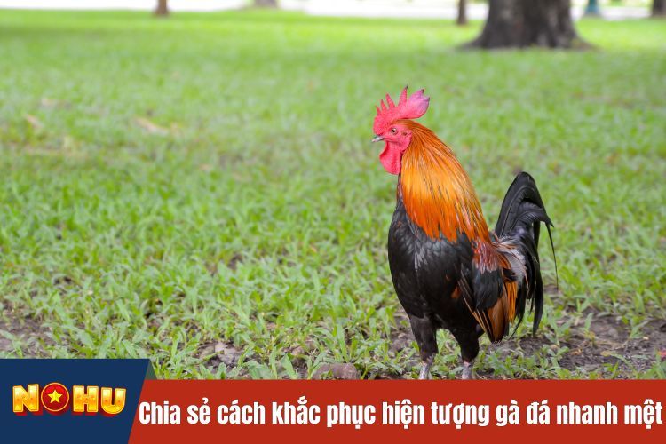 Chia sẻ cách khắc phục hiện tượng gà đá nhanh mệt