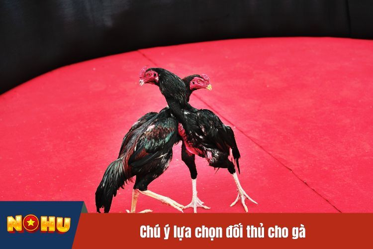 Chú ý lựa chọn đối thủ cho gà