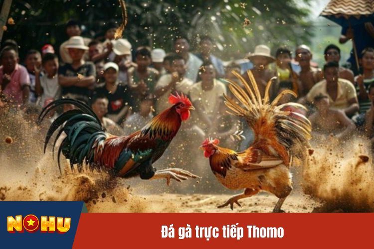 Đá gà trực tiếp Thomo