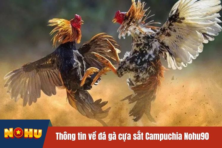 Một vài thông tin về đá gà cựa sắt Campuchia NOHU90