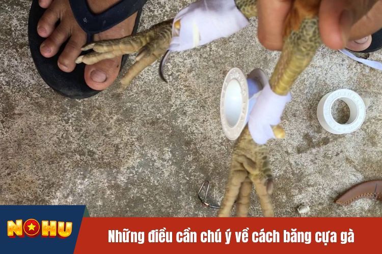 Những điều cần chú ý về cách băng cựa gà