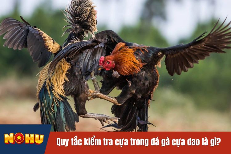 Quy tắc kiểm tra cựa trong đá gà cựa dao là gì?