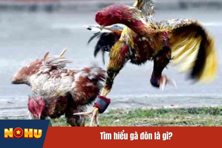 Tìm hiểu gà đòn là gì?