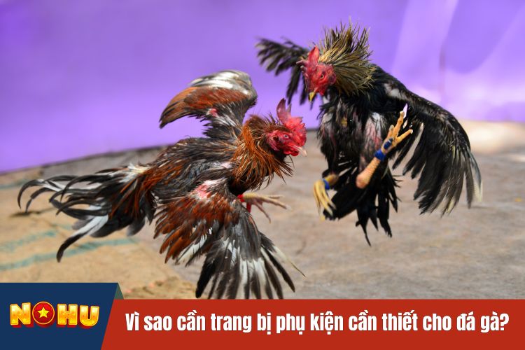 Vì sao cần trang bị phụ kiện cần thiết cho đá gà?